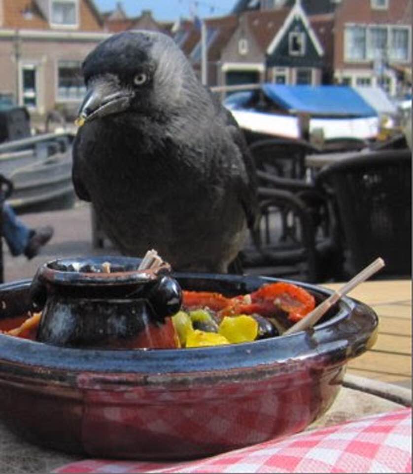 Jackdaw sharing snacks