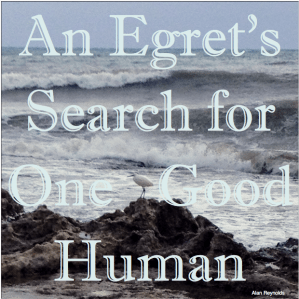 An Egret’s Search for One Good Human